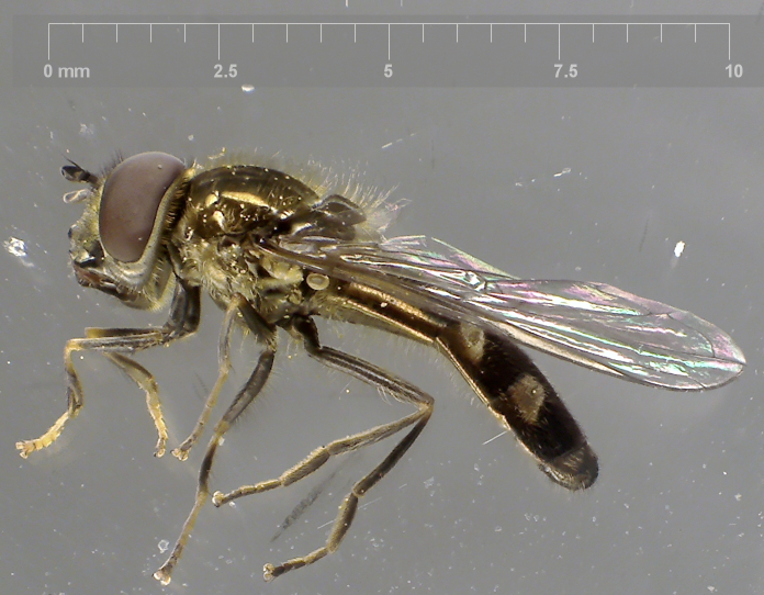 Platycheirus albimanus